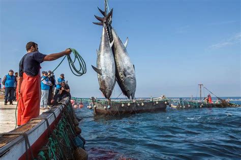 Pesca Italia Spagna E Francia Contro Tagli Ue Mediterraneo Dal Mare