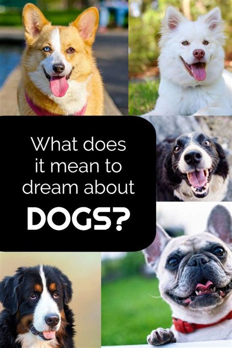 Fun And Unusual Facts About Dogs For Kids Artofit