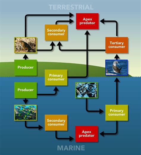 Food Chains and Webs - Discovering Galapagos