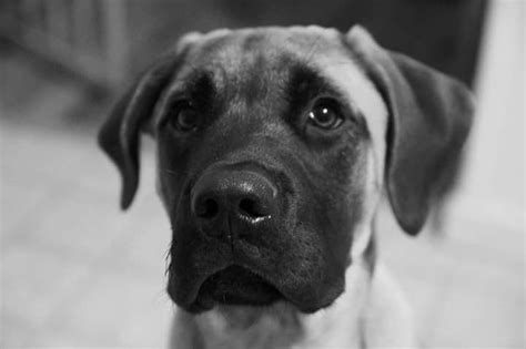 Maybe you would like to learn more about one of these? Rhodesian Ridgeback and English Mastiff mix | Mastiff mix ...