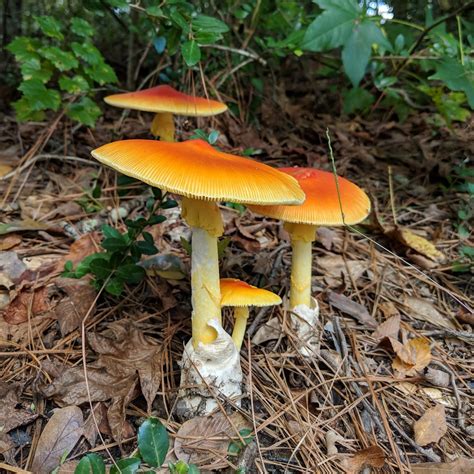 Orange Mushrooms Ljmacphee Flickr