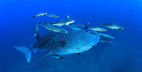 Whale Shark Diving The Best Dive Sites In The World Diviac Magazine