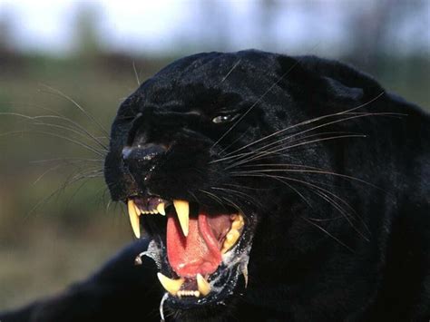 Angry Black Panther Animal Wallpapers Top Free Angry Black Panther