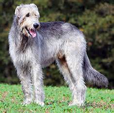 irish wolfhound breed information