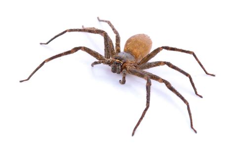 What You Need To Know About Brown Recluse Spider Bites Momdocs