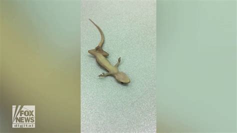 Man Saves Geckos Life With Cpr Watch The Amazing Video Fox News Video