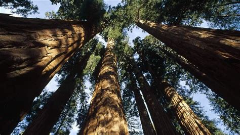 Sequoia And Kings Canyon National Parks The Pew Charitable Trusts