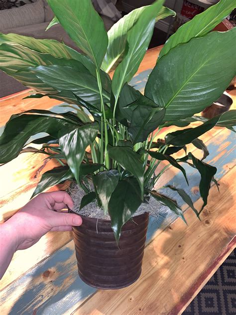 How to get peace lilies to flower. Hello! Not sure if this is the right subreddit but I just ...