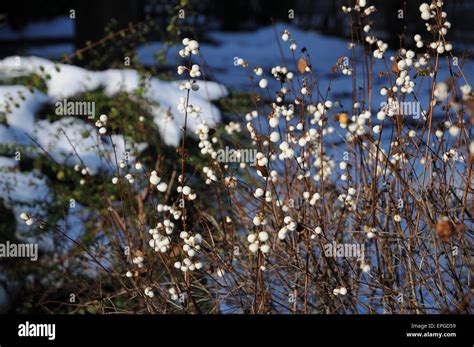 Snowberry Hi Res Stock Photography And Images Alamy