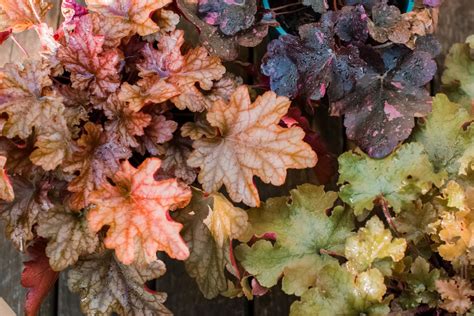 Coral Bells Plant Care And Growing Guide