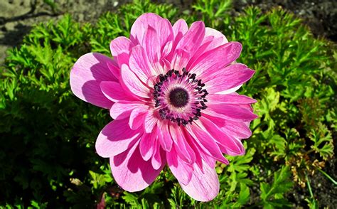 Picture Pink Color Flower Anemone Closeup