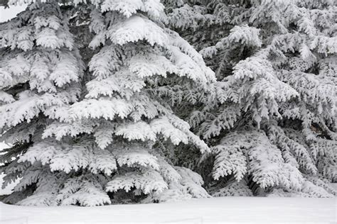 Snow Covered Evergreen Trees Calgary Alberta Canada Stock Photo