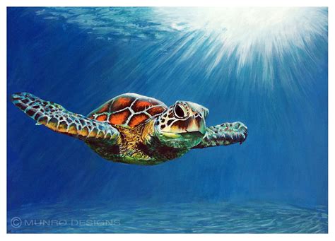 Sea Turtle Painting Canvas At Paintingvalley Com Explore Collection