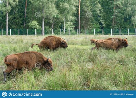 European Bisons IBison Bonasus N Its Natural Habitat ...