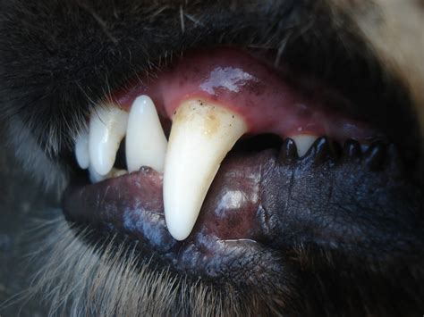 How To Prevent Dog Bites Gahanna Animal Hospital