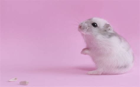 Wallpaper Gambar Cute Hamster Richa Wallpaper
