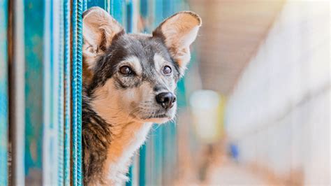 How Do Dogs End Up In Shelters