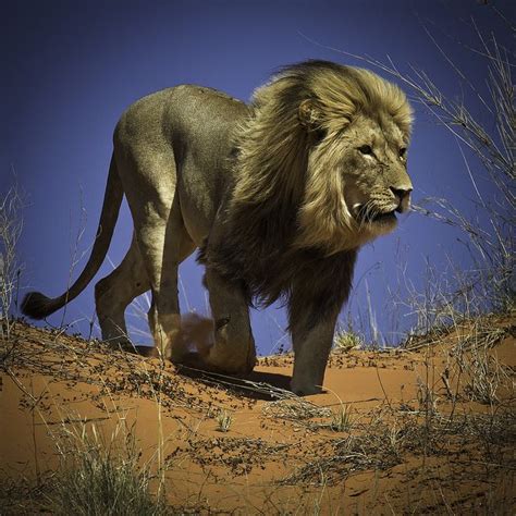King Of The Kalahari Desert Majestic Animals Animals Beautiful