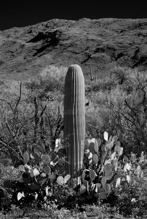 Saguaro Cactus Sonora Desert Arizona Stock Image Image Of Open