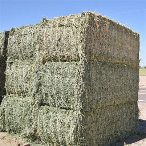 Alfalfa Hay Export From Pakistan Saremco International Bulk Buy