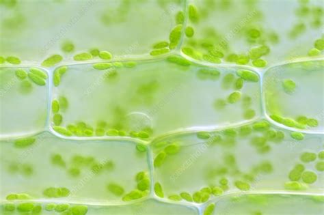 Chloroplasts In Elodea Cells Light Micrograph Stock Image C038