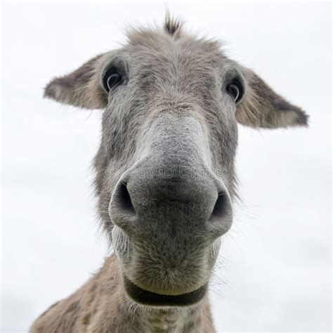 Close Up Face Of A Donkey Stock Image Image Of Mammal