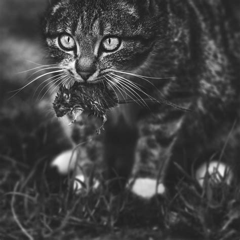 Wallpaper 2000x2000 Px Animals Cat Monochrome 2000x2000