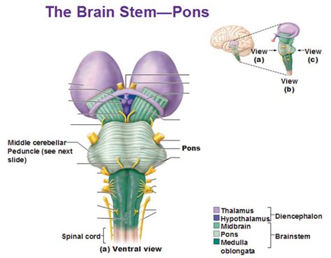 Learn vocabulary, terms and more with flashcards, games and nucleus ambiguus, inferior salivatory nucleus, cnx dorsal nucleus, cn xii, solitary nucleus tract. the brain stem pons ventral view middle cerebellar peduncle
