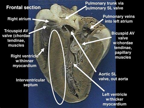Ppt Sheep Heart Dissection Powerpoint Presentation Id6636489