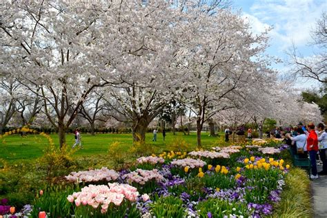 Cherry Blossom Trees Dallas Blooms 2014 The Dallas Arboretum