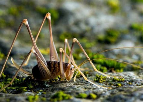 Camel Cricket Guide (23 Things to Know) Cave & Spider Crickets » The