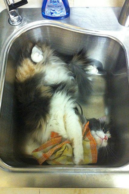 17 Cats Who Know That The Sink Really Belongs To Them Crazy Cats