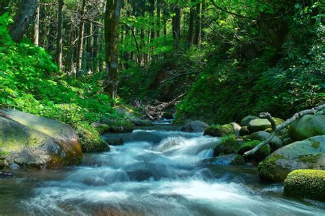「緑の森の中を流れる清流」の画像・写真素材を無料ダウンロード（1）背景フリー素材 Beiz Images