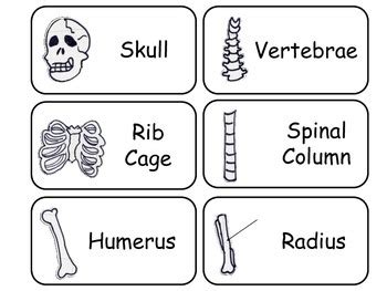 Learn Your Bones Preschool Human Anatomy Flash Cards By Teach At Daycare