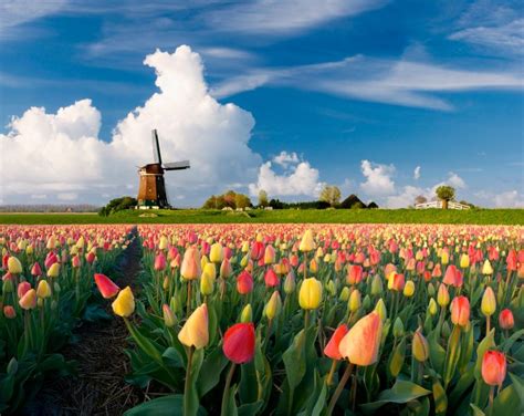 Travel Photos Showing Where To See Spring Flowers Bloom Around The
