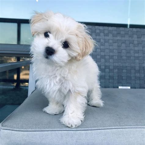 Teacup Malshi Puppies Of Maltese X Shih Tzu Pets Dogs And Puppies Im