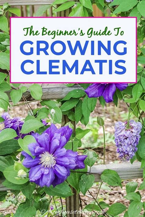 Great savings free delivery / collection on many items. Clematis Care: The Ultimate Guide To Planting, Growing and ...
