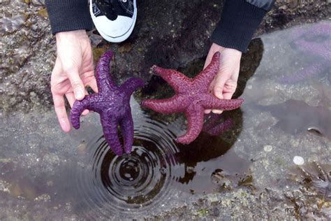 Threatened Purple Starfish Now Doing Swimmingly Thanks To Population