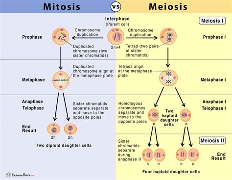 Meiosis Vs Mitosis Phases Histology