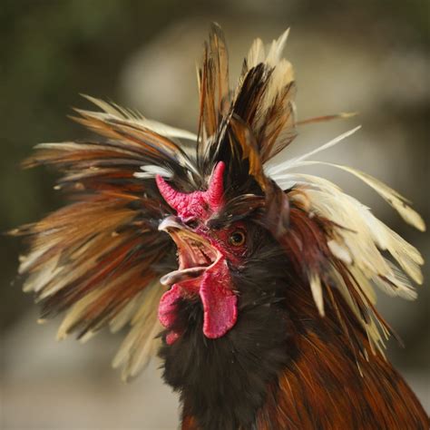 100 Funny Chicken Names Ideas For Silly And Comical Chickens Pet Keen