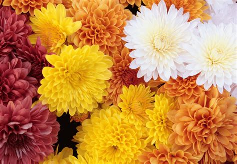 The Different Types Of Chrysanthemums Welcome To The Colorful World