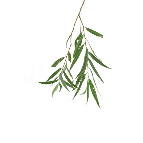 Willow Leaf Green Plant Green Wicker Willow Leaves Plant Wicker Png
