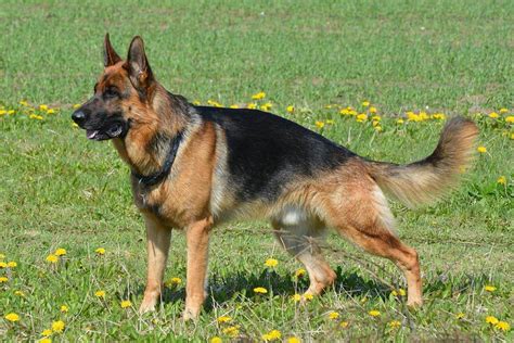 German Shepherd Dog Big Dogs Big Dog Breeds Types Of