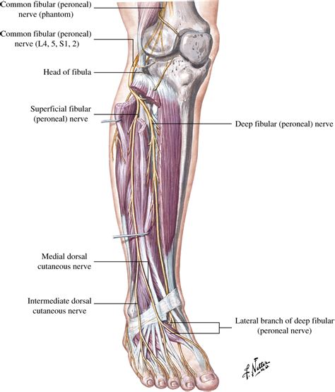 Peripheral Nerve Entrapments Of The Lower Leg Ankle And Foot Foot And Ankle Clinics