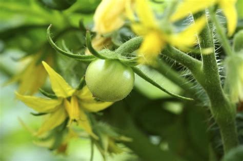 This list of common tomato plant problems and their solutions will help you identify an what it looks like: I Am Growing a Tomato Plant in a Topsy Turvy; the Plant ...