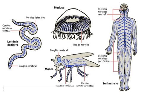 ¿de Dónde Venimos Y A Dónde Vamos La Evolución Del Sistema Nervioso