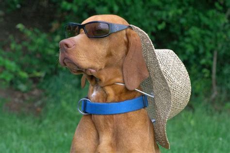 30 Sweet Photos Of Dogs In Sunglasses