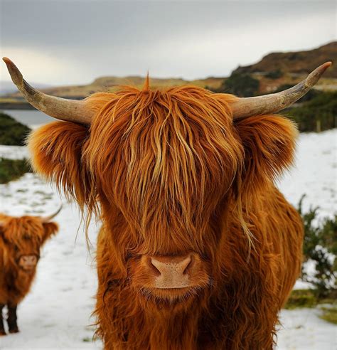 Mini Highland Cow Animals Beautiful Highland Cattle Scottish