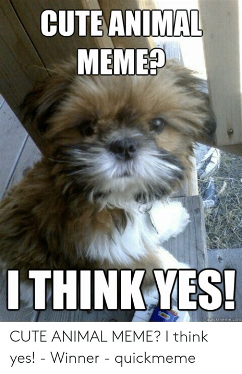 Cute Animal Meme Ithink Yes Cute Animal Meme I Think Yes Winner