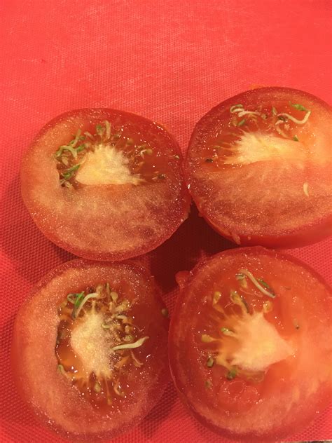 My Tomatoes Were Sprouting Inside Rmildlyinteresting